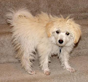 Pixie at 6 months of age and loosing puppy fur